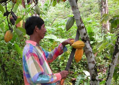 Agriculture_©Kallari. Cacao pods in the Ecuadorian rainforest
