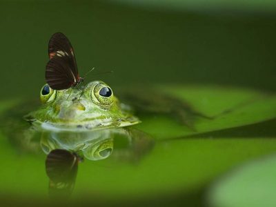 biodiversität am beispiel von frosch und schmetterling