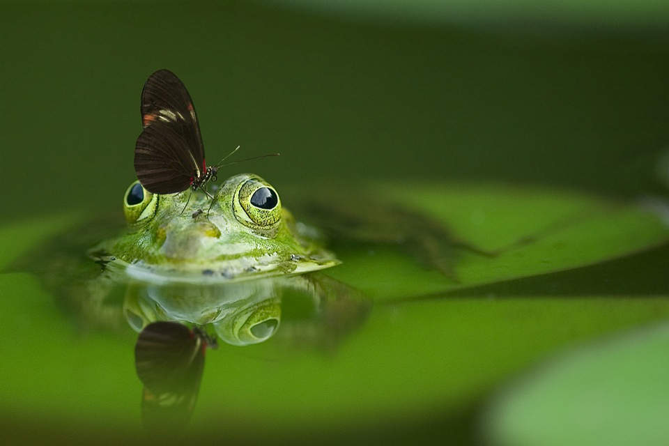 biodiversität am beispiel von frosch und schmetterling