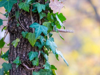 waschmittel aus efeu
